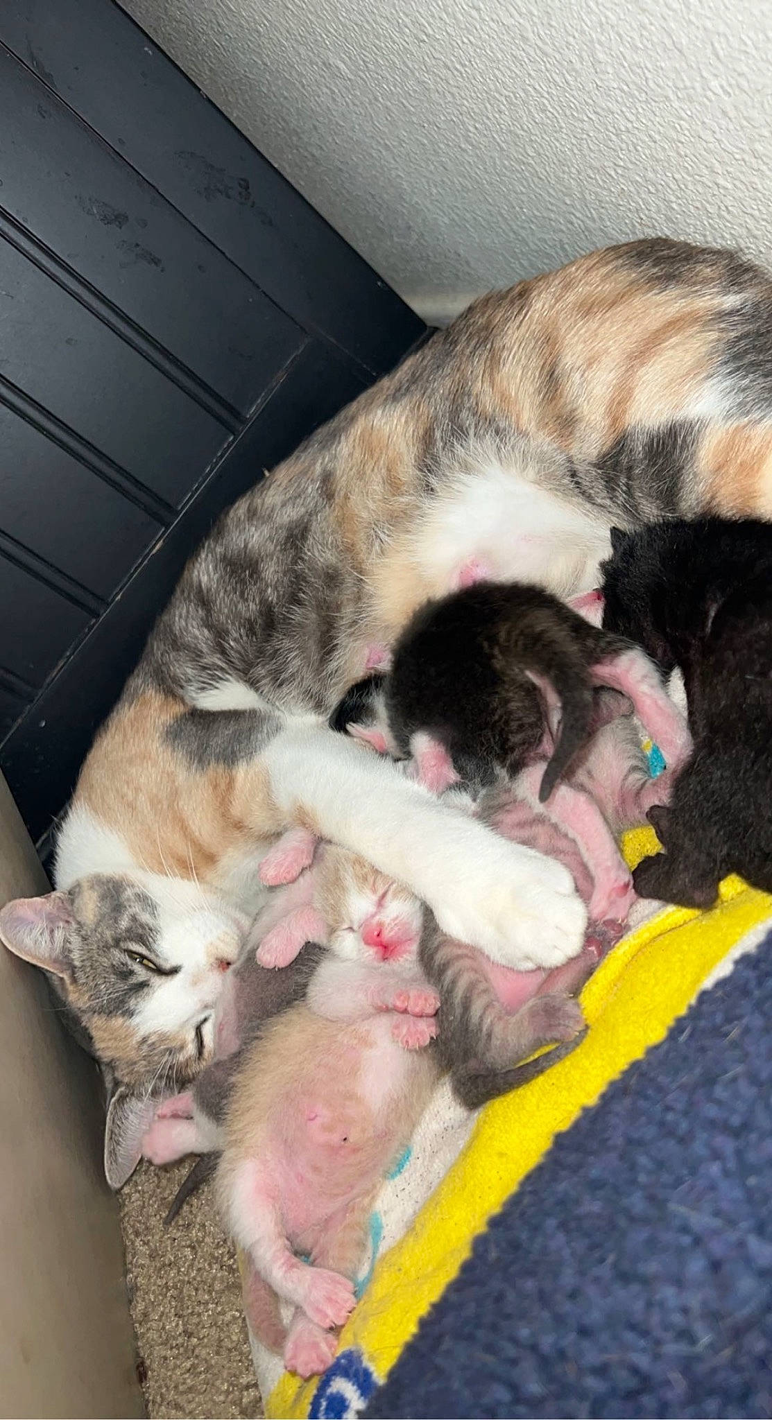 Bellinda joined the competition — help win amazing prizes! canidae, carnivore, cat, comfort, companion_dog, dog_breed, domestic_short_haired_cat, fawn, felidae, fur, nap, non_sporting_group, paw, sleep, small_to_medium_sized_cats, snout, sporting_group, tail, terrestrial_animal, whiskers