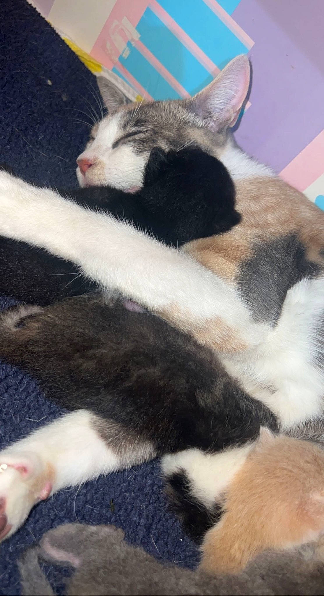 Bellinda is registered to the contest to win money with this photo: carnivore, claw, comfort, domestic_short_haired_cat, felidae, foot, fur, paw, rodent, small_to_medium_sized_cats, snout, tail, terrestrial_animal, whiskers, white