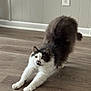 cat, stretching, fluffy, black_and_white, indoor, wooden_floor, curious, pet, animal, feline, home, paws, tail, wall, electrical_outlet, flooring, domestic, whiskers, ears, fur