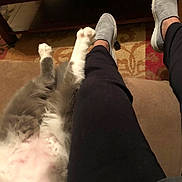 Lucious joined the competition — help win amazing prizes! cat, fluffy_cat, gray_cat, white_cat, pet, animal, relaxing, indoor, carpet, couch, human_leg, black_pants, gray_shoes, paw, furniture, home, resting, cozy, domestic, companion