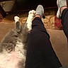 animal, black_pants, carpet, cat, companion, couch, cozy, domestic, fluffy_cat, furniture, gray_cat, gray_shoes, home, human_leg, indoor, paw, pet, relaxing, resting, white_cat