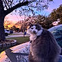Lucious joined the competition — help win amazing prizes! cat, animal, pet, fluffy, gray_and_white, car, hood, reflection, tree, sunset, sky, outdoor, nature, parked_car, suburban, quiet, calm, evening, colorful, portrait