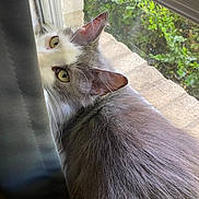 Lucious joined the competition — help win amazing prizes! cat, curious, window, greenery, curtain, fur, pet, indoor, light, animal, whiskers, ears, eyes, looking, nature, cozy, closeup, domestic, mammal, resting