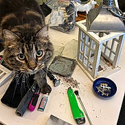 Atlas joined the competition — help win amazing prizes! cat, tabby, workbench, tools, knife, brush, screws, lantern, clutter, table, curious, closeup, indoor, pet, whiskers, face, eyes, furniture, metal, plastic