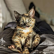 Frankie is registered to the contest to win money with this photo: animal, blanket, cat, closeup, cozy, cute, ears, feline, fur, gray, green_eyes, indoor, kitten, pet, portrait, sitting, sunlight, tortoiseshell, whiskers, young