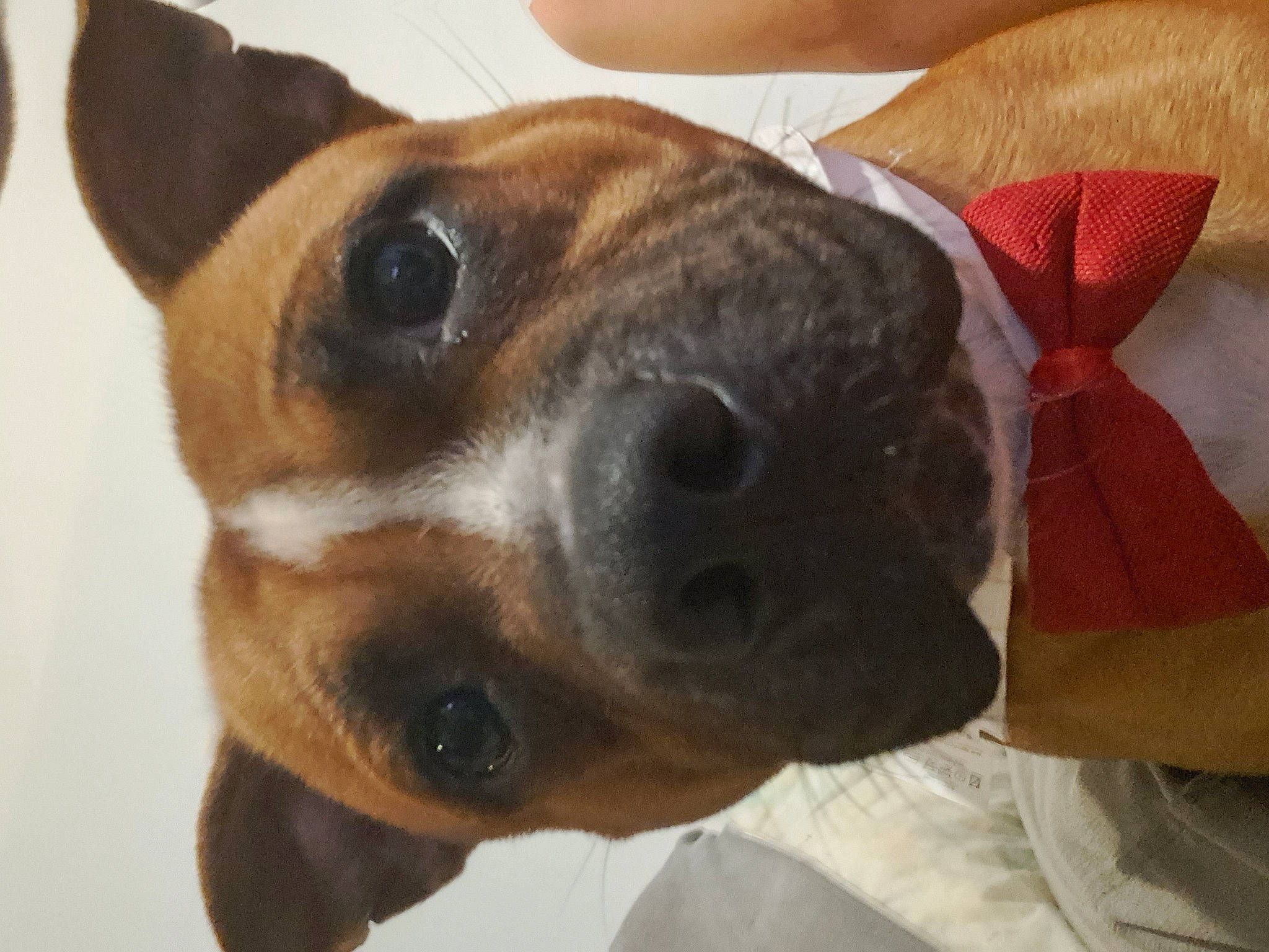 Spooky a rejoint le concours — aidez-le/la à gagner de superbes lots ! canidae, carnivore, collar, companion_dog, dog, dog_breed, dog_collar, ear, fawn, fur, jaw, paw, pet_supply, puppy_love, selfie, snout, sporting_group, street_dog, whiskers, working_animal