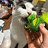 Panda is registered to the contest to win money with this photo: cat, pet, toy, hand, playful, whiskers, indoor, close_up, curious, animal, feline, mouth, nose, ears, table, blurred_background, domestic_cat, white_and_gray, claws, person