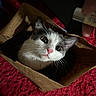 cat, paper_bag, curious, whiskers, wide_eyes, indoor, pet, feline, brown, red, texture, soft, cozy, animal, closeup, face, cute, playful, domestic, portrait