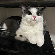 Panda joined the competition — help win amazing prizes! cat, pet, animal, white, gray, fluffy, cute, paws, face, pink_nose, wide_eyes, indoor, resting, curious, feline, close_up, domestic_cat, whiskers, soft_fur, relaxed