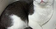 Panda joined the competition — help win amazing prizes! cat, sink, black_and_white, feline, pet, animal, domestic_cat, relaxed, cute, fur, whiskers, pink_nose, ears, tail, bathroom, faucet, resting, indoor, closeup, sleepy
