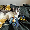 Panda is registered to the contest to win money with this photo: cat, pet, animal, toy, bed, bedding, black, gold, ribbons, playful, fur, whiskers, indoor, cute, relaxed, eyes, face, paw, domestic, resting