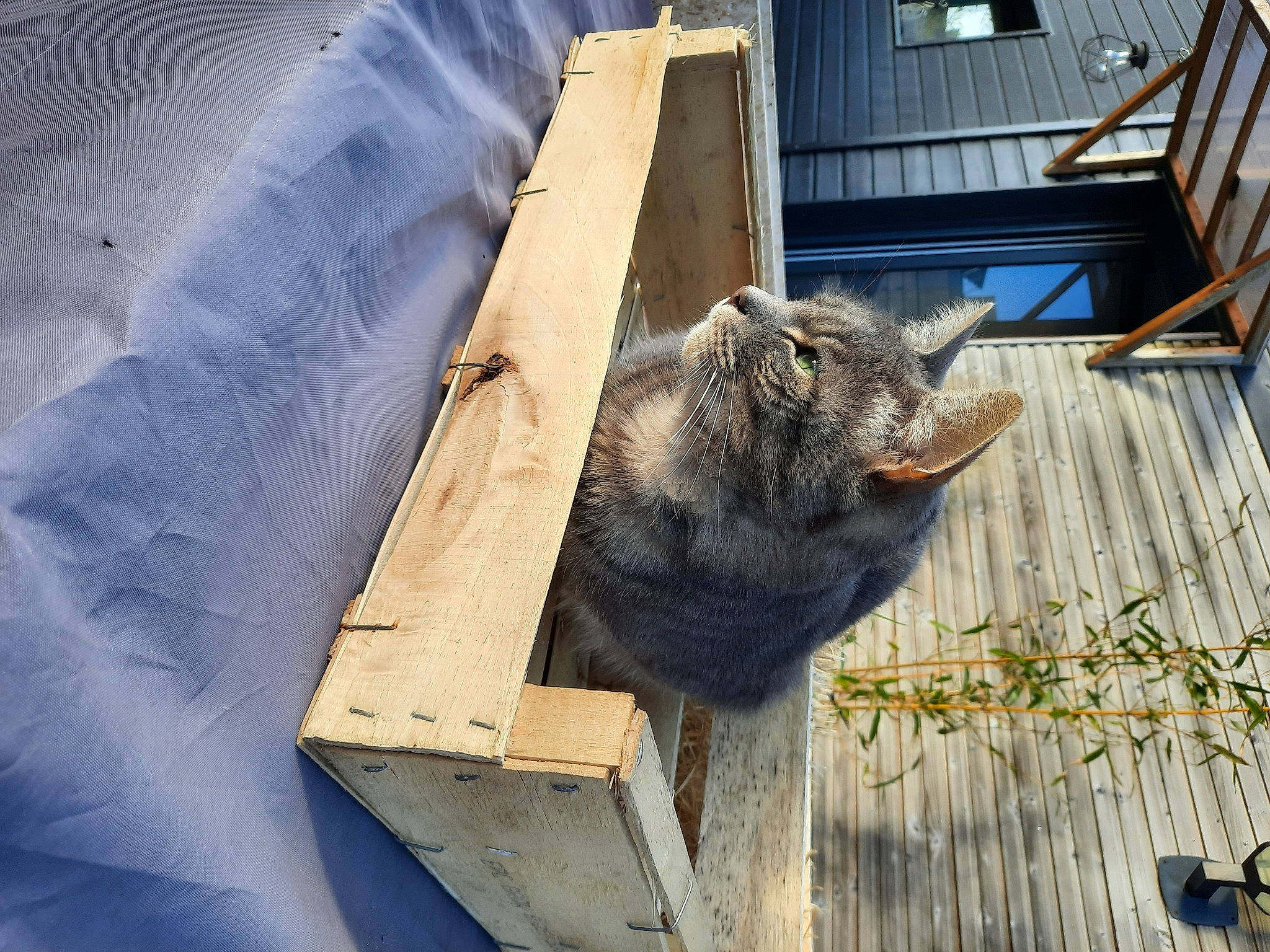 Boo participe au concours pour gagner de l'argent avec cette photo : fawn, fur, livestock, marsupial, natural_material, peccary, plant, roof, suidae, tail, terrestrial_animal, whiskers, window, wombat, wood
