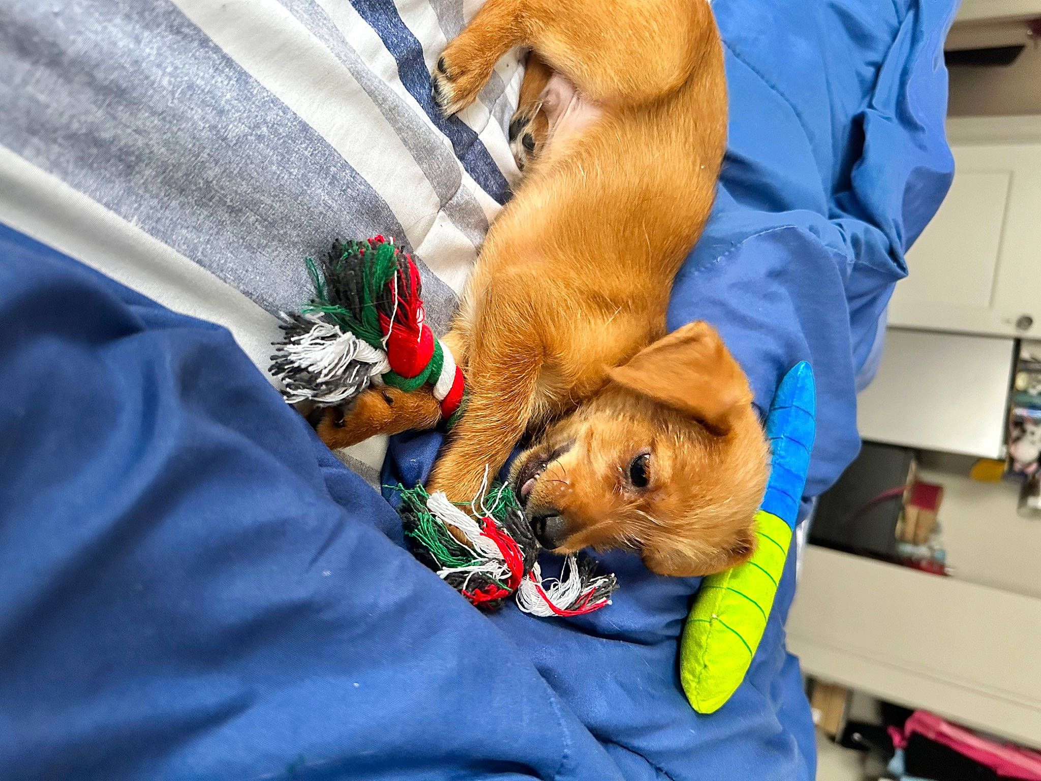 Jayjay joined the competition — help win amazing prizes! canidae, carnivore, comfort, companion_dog, dog, dog_breed, dog_supply, fawn, fur, lap, nap, paw, plush, shelf, snout, sporting_group, stuffed_toy, toy, working_animal