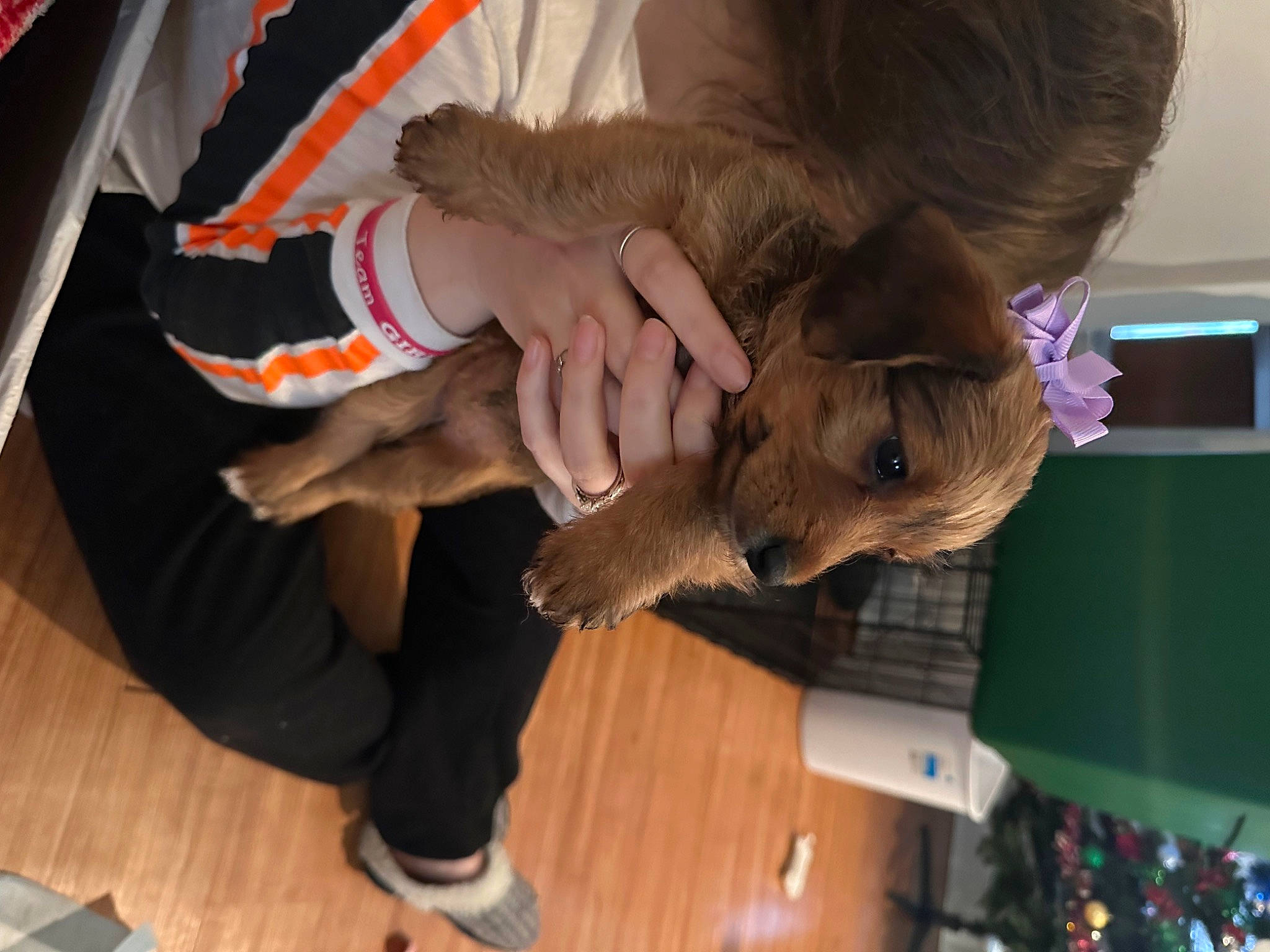 Jasmine joined the competition — help win amazing prizes! canidae, carnivore, companion_dog, dog, dog_breed, fawn, flooring, fun, fur, gesture, hardwood, liver, room, sporting_group, wood, wood_flooring