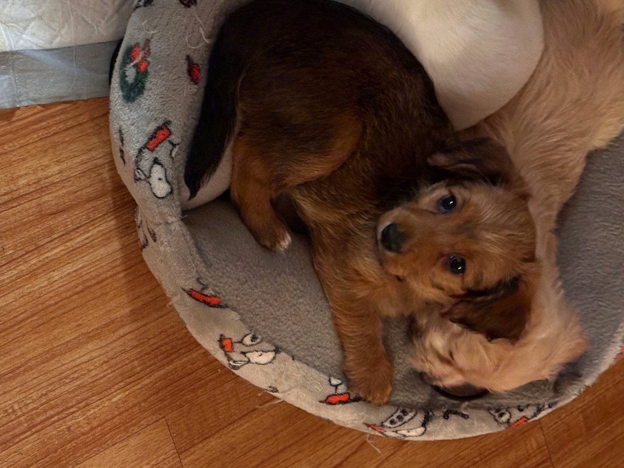 Jasmine joined the competition — help win amazing prizes! carnivore, comfort, companion_dog, dog, dog_bed, dog_breed, dog_supply, fawn, flooring, fur, hardwood, liver, paw, pet_supply, toy, toy_dog, varnish, wood, wood_stain, working_animal