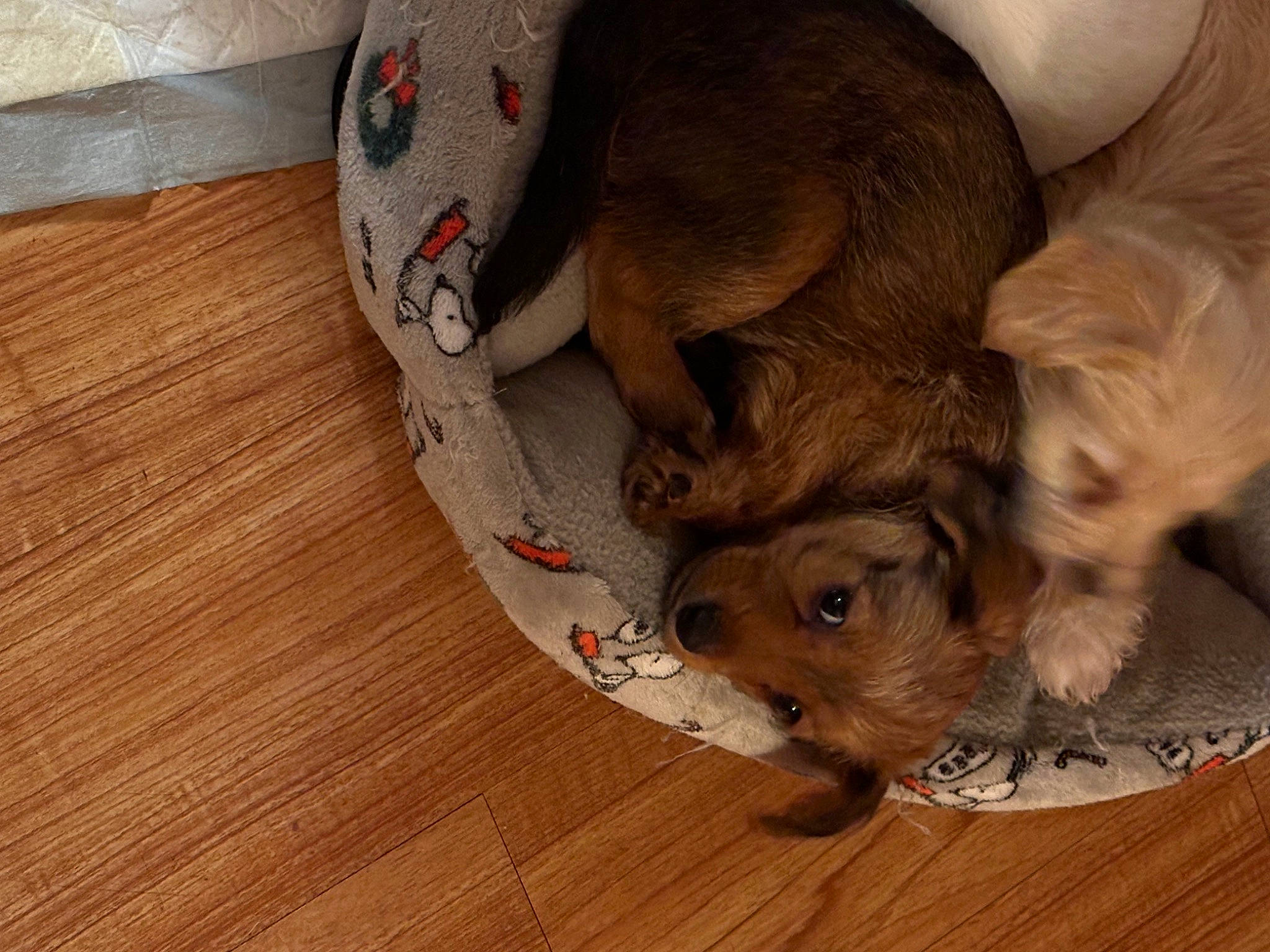 Jasmine joined the competition — help win amazing prizes! canidae, carnivore, comfort, companion_dog, dog, dog_breed, dog_supply, fawn, flooring, fur, hardwood, liver, pet_supply, snout, sporting_group, varnish, wood, wood_flooring, wood_stain, working_animal