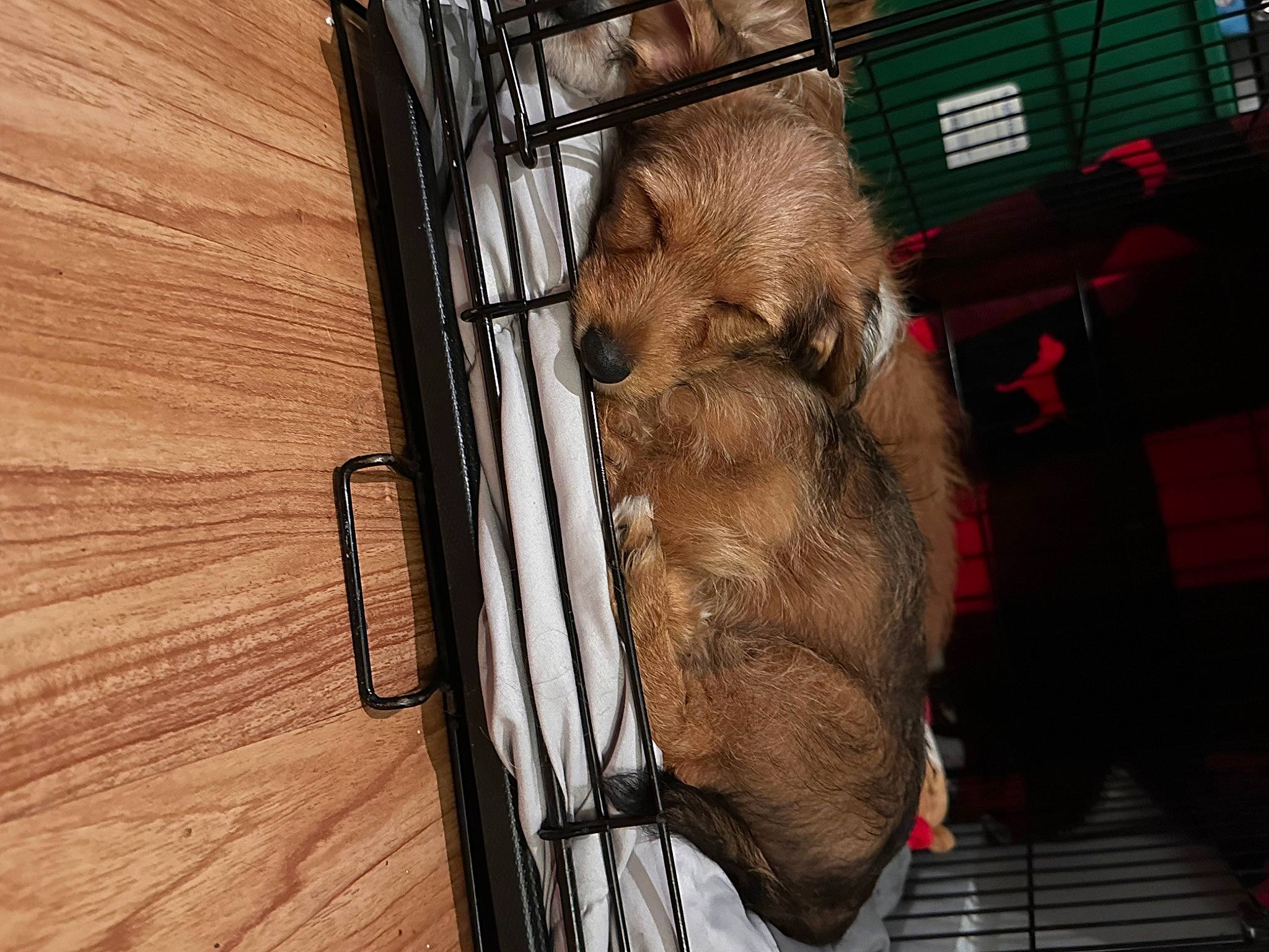 Jasmine joined the competition — help win amazing prizes! animal_shelter, building, canidae, carnivore, dog_breed, door, fawn, felidae, fur, hardwood, liver, metal, pet_supply, snout, sporting_group, terrestrial_animal, whiskers, wood, working_animal, wrinkle