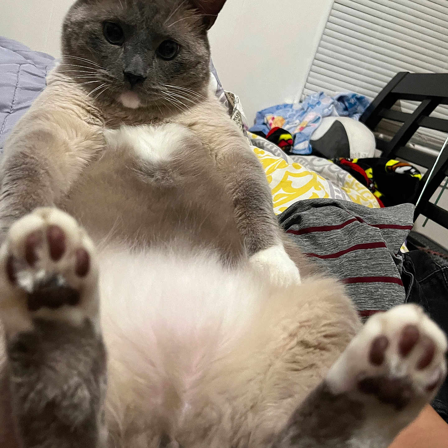 Domin joined the competition — help win amazing prizes! animal, bedroom, cat, chair, closeup, clothing, cute, domestic, feline, fluffy, front_paws, household, indoor, lying_down, paw, pet, relaxed, soft_fur, whiskers, window_blinds