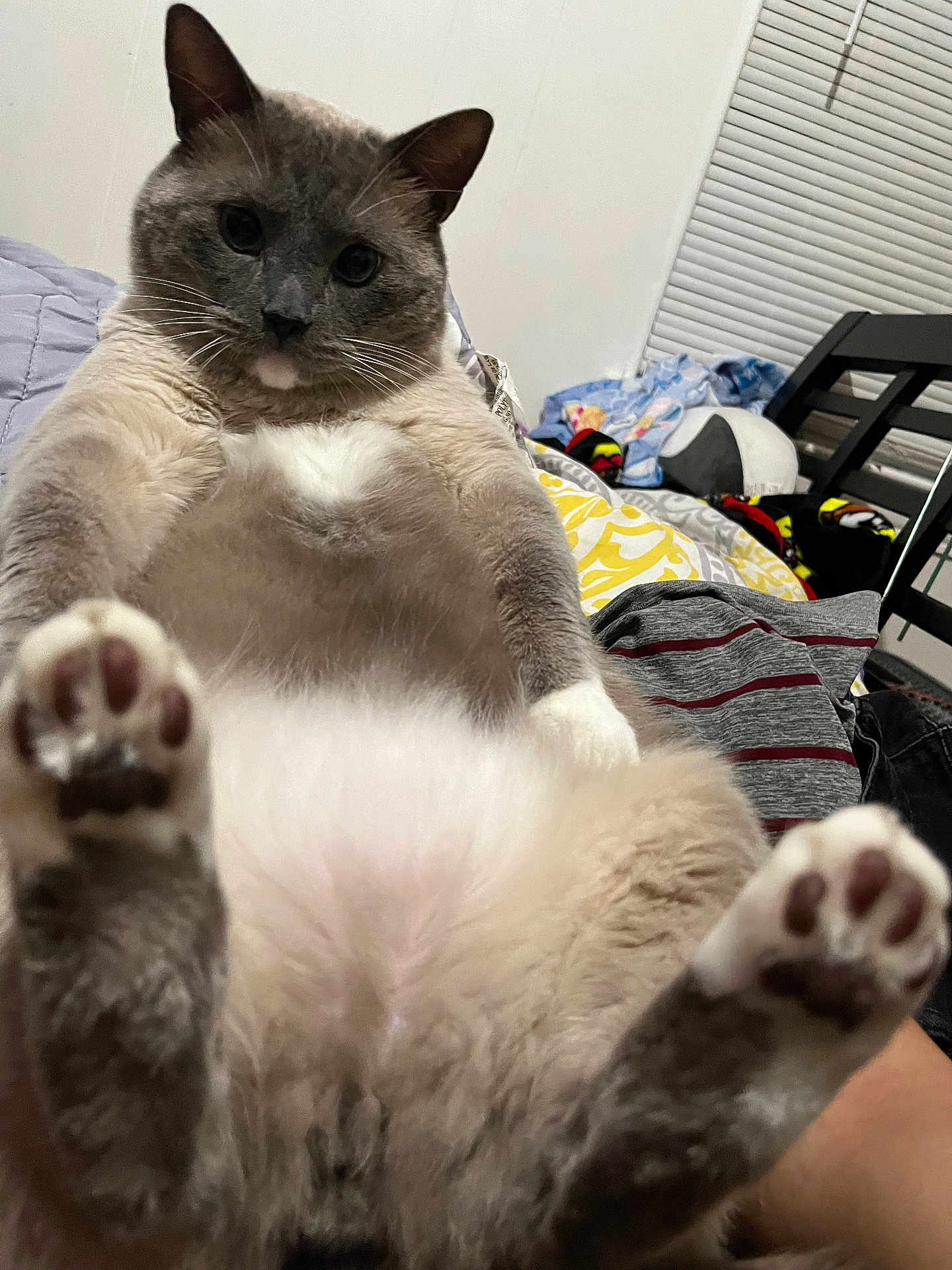 Domin joined the competition — help win amazing prizes! animal, bedroom, cat, chair, closeup, clothing, cute, domestic, feline, fluffy, front_paws, household, indoor, lying_down, paw, pet, relaxed, soft_fur, whiskers, window_blinds