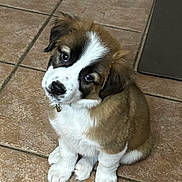 Bernie joined the competition — help win amazing prizes! adorable, animal, brown, collar, companion, cute, dog, domestic_animal, fluffy, fur, head_tilt, indoor, looking_up, pet, puppy, sitting, small, tile_floor, white, young