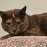 Gracie joined the competition — help win amazing prizes! abyssinian, angora, animal, blackcat, blanket, brasssection, cat, egyptiancat, horn, kitten, manx, musicalinstrument, pet, siamese, snout