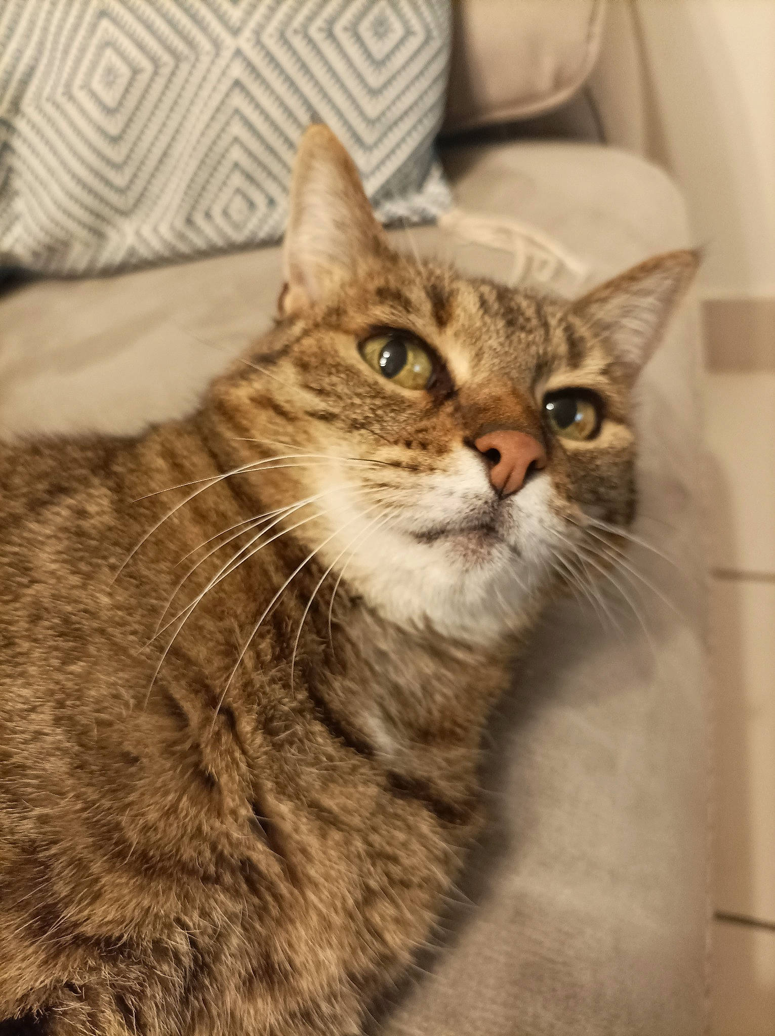 Ficelle a rejoint le concours — aidez-le/la à gagner de superbes lots ! carnivore, cat, claw, domestic_short_haired_cat, door, fawn, felidae, fur, paw, small_to_medium_sized_cats, snout, tail, terrestrial_animal, whiskers, window, wood