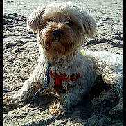 Nounours participe au concours pour gagner de l'argent avec cette photo : carnivoran, companion_dog, dandie_dinmont_terrier, dog, dog_breed, dog_breed_group, dog_like_mammal, dutch_smoushond, havanese, maltese, morkie, poodle_crossbreed, sapsali, schnoodle, snout, sporting_lucas_terrier, terrier, tibetan_terrier, yorkshire_terrier