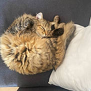 Le Chat a rejoint le concours — aidez-le/la à gagner de superbes lots ! cat, tabby_cat, fluffy_fur, sleeping, curled_up, pillow, couch, sofa, indoor, pet, nap, whiskers, tail, cozy, furniture, closeup, domestic_cat, relaxed, brown_fur, soft