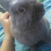 Panpan participe au concours pour gagner de l'argent avec cette photo : domestic_rabbit, fauna, hare, mammal, organism, photo_caption, rabbit, rabits_and_hares, snout, whiskers