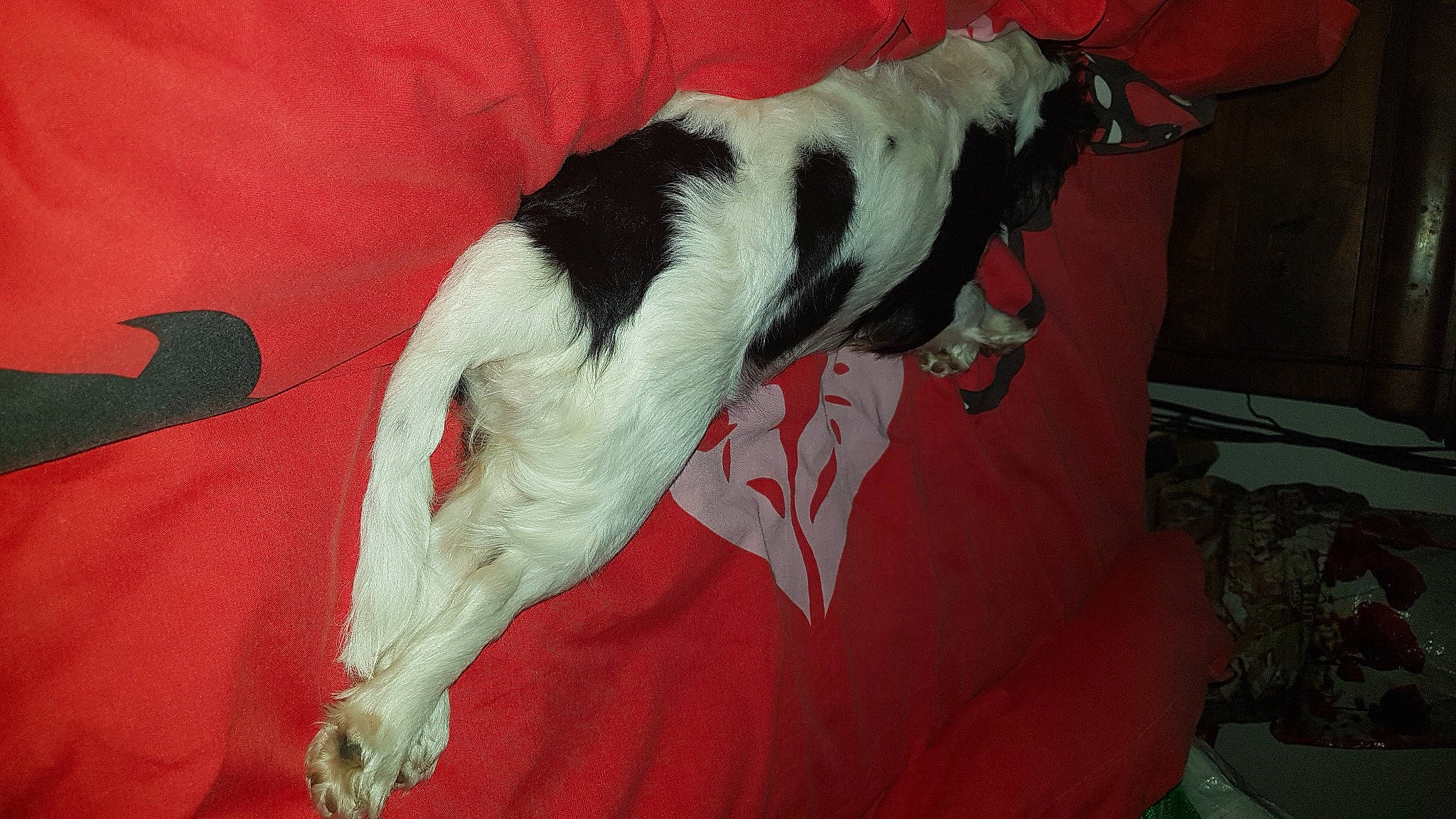 Polka participe au concours pour gagner de l'argent avec cette photo : canidae, carmine, carnivore, comfort, companion_dog, couch, dog, dog_breed, felidae, fur, great_dane, linens, nap, non_sporting_group, small_to_medium_sized_cats, snout, sporting_group, tail, whiskers