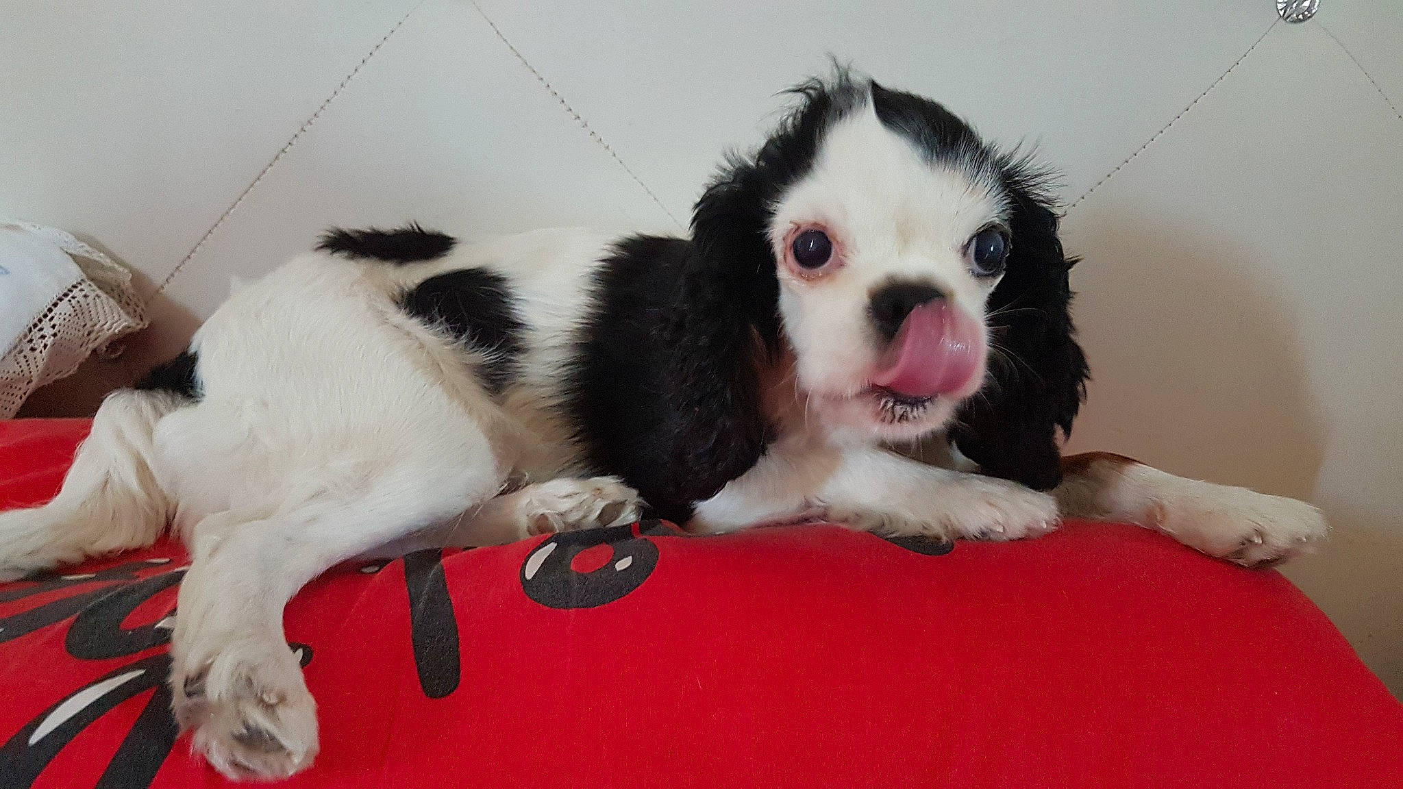 Polka participe au concours pour gagner de l'argent avec cette photo : canidae, carnivore, comfort, companion_dog, dog, dog_breed, fawn, felidae, fur, non_sporting_group, paw, puppy, small_to_medium_sized_cats, sporting_group, tail, terrestrial_animal, toy_dog, vertebrate, whiskers, working_animal