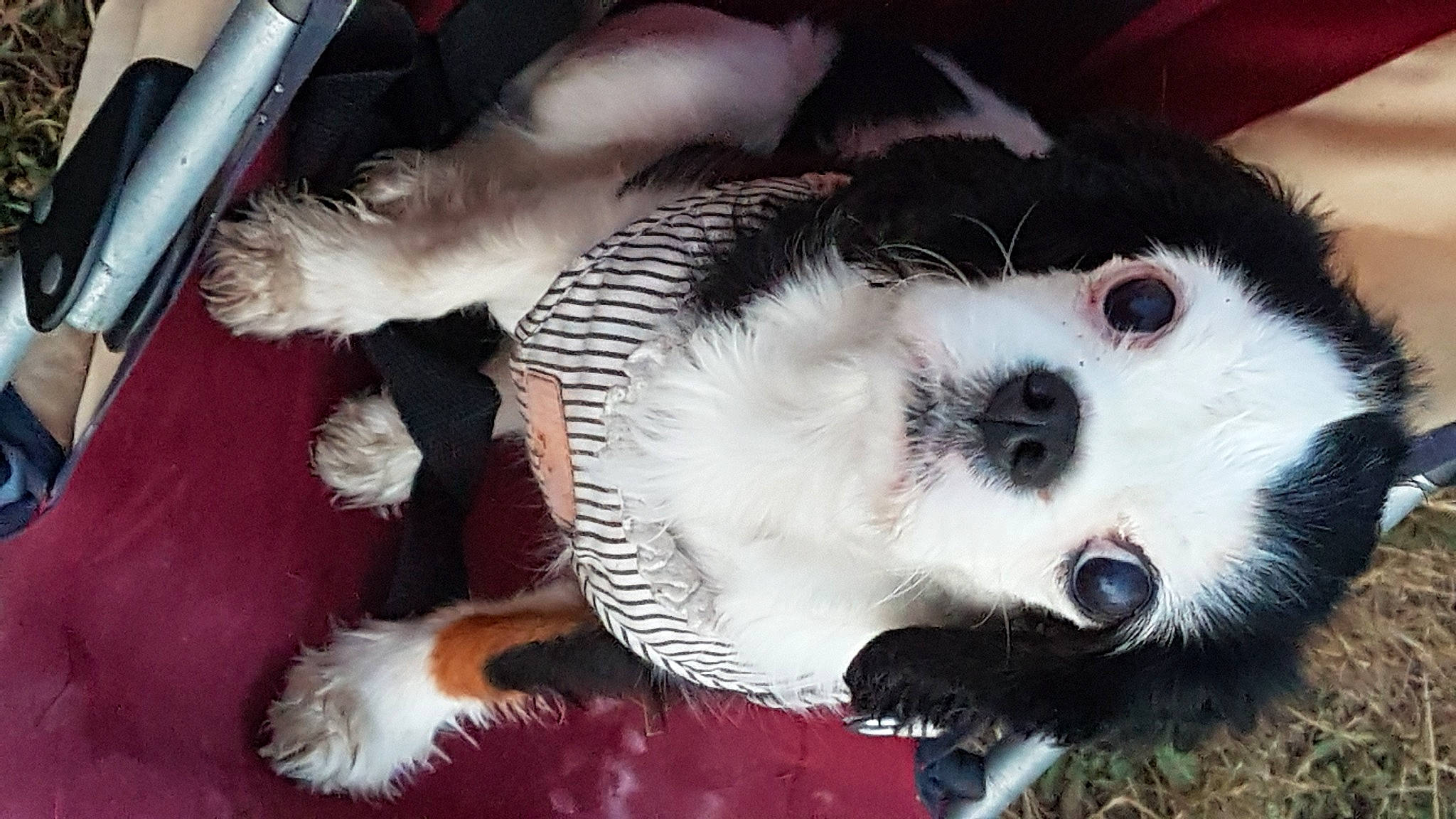 Polka participe au concours pour gagner de l'argent avec cette photo : canidae, carmine, carnivore, companion_dog, dog, dog_breed, eye, fur, non_sporting_group, paw, puppy, snout, sporting_group, tail, terrestrial_animal, toy, toy_dog, vertebrate, whiskers, working_animal