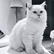 Auguste Et Sushi participe au concours pour gagner de l'argent avec cette photo : cat, white_cat, fluffy, indoor, couch, lamp, shadow, pet, animal, sitting, fur, whiskers, ears, eyes, home, furniture, person, floor, curious, cozy