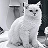 cat, white_cat, fluffy, indoor, couch, lamp, shadow, pet, animal, sitting, fur, whiskers, ears, eyes, home, furniture, person, floor, curious, cozy