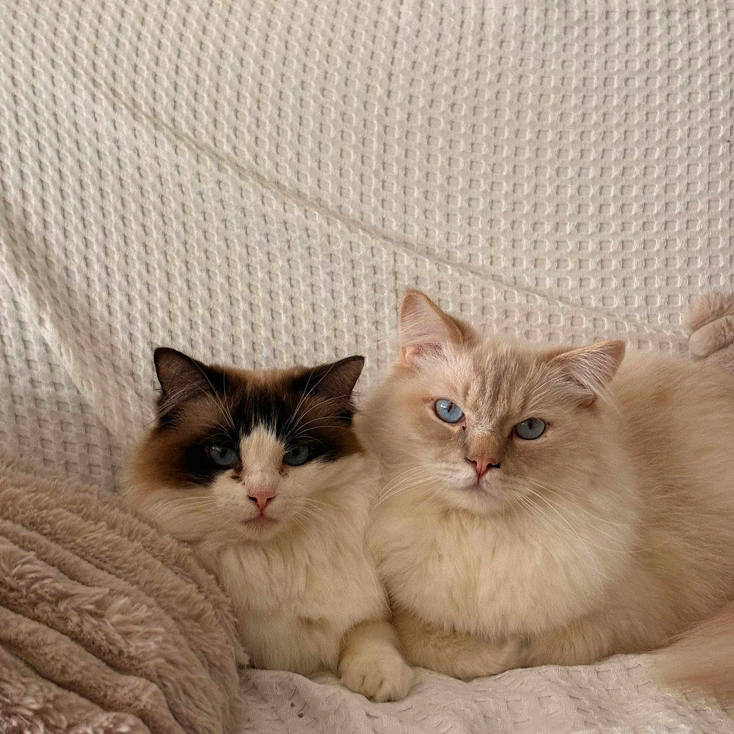 Auguste Et Sushi