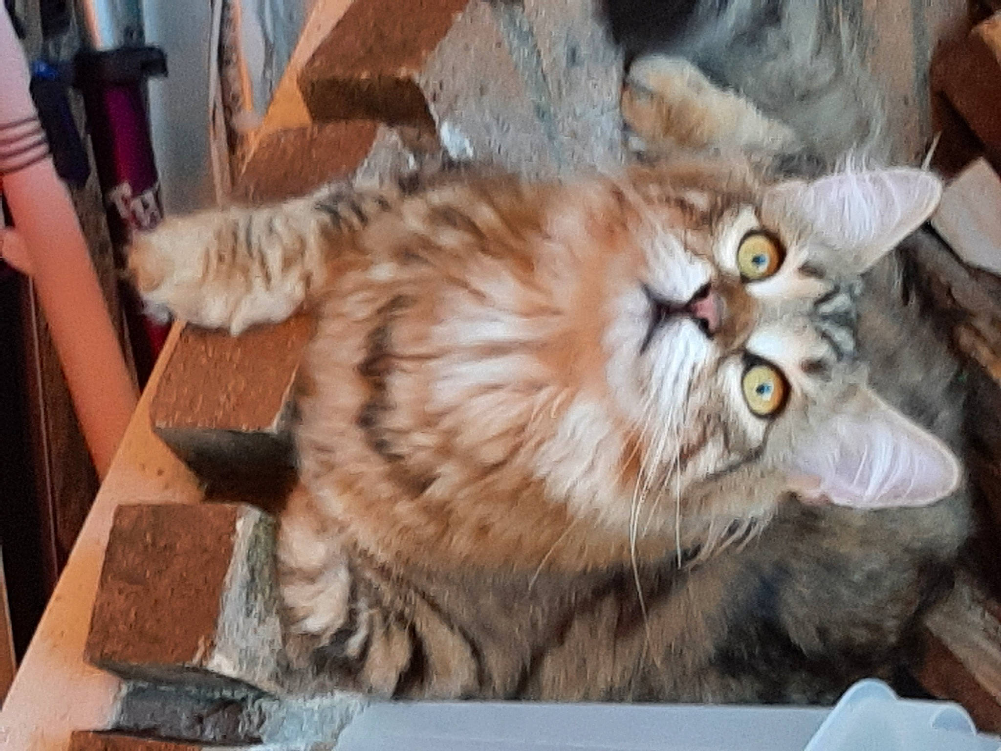 Apple a rejoint le concours — aidez-le/la à gagner de superbes lots ! animal_shelter, carnivore, cat, claw, dog_breed, fawn, felidae, fur, hardwood, paw, service, shorts, small_to_medium_sized_cats, snout, tail, terrestrial_animal, whiskers, wildlife, wood