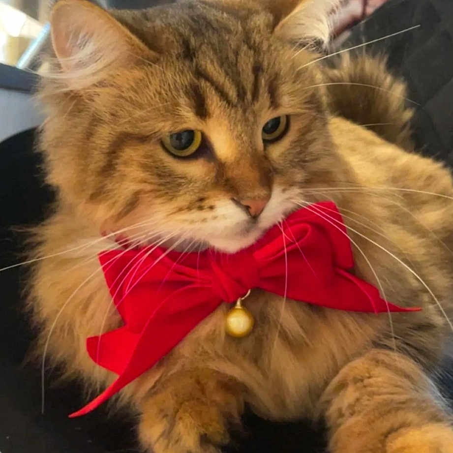 Pompotte