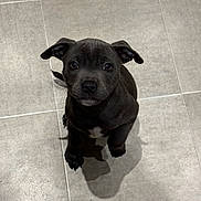 Lenny joined the competition — help win amazing prizes! adorable, animal, black, companion, cute, dog, domestic, ears, floor, fur, indoors, looking_up, mammal, pet, puppy, sitting, small, tile, whiskers, young