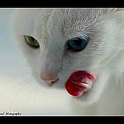 Caline participe au concours pour gagner de l'argent avec cette photo : cat, white_cat, close_up, heterochromia, green_eye, blue_eye, tongue, licking, fur, whiskers, pet, animal, cute, soft_focus, portrait, face, muzzle, expression, indoor, feline