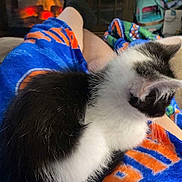Prince joined the competition — help win amazing prizes! kitten, cat, black_and_white, lap, blanket, fireplace, cozy, indoor, legs, relaxation, home, furniture, warmth, comfort, orange, blue, fur, pet, resting, casual