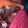 The Rock a rejoint le concours — aidez-le/la à gagner de superbes lots ! dog, blanket, tattoo, arm, pink, heart, snuggling, resting, indoor, cozy, pet, sleepy, closeup, furry, cute, comfort, relaxing, animal, paw, soft
