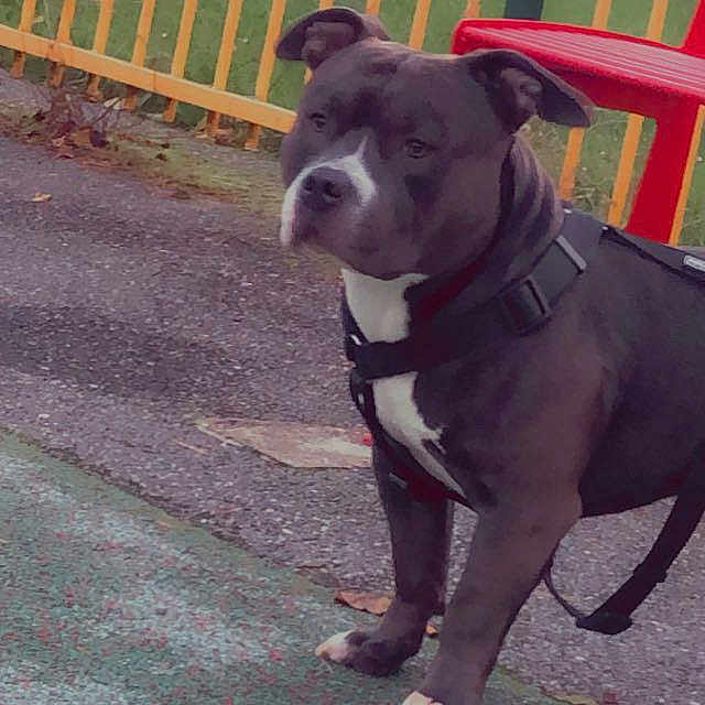 The Rock participe au concours pour gagner de l'argent avec cette photo : dog, outdoor, fence, harness, pavement, red_chair, grass, pet, animal, side_view, leash, playful, alert, emoji, fall, daylight, standing, canine, park, nature