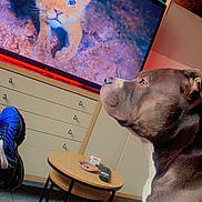 The Rock a rejoint le concours — aidez-le/la à gagner de superbes lots ! dog, lion_cub, tv_screen, living_room, table, remote_control, snacks, footwear, tile_floor, couch, heart_emojis, watching, animal, pet, indoor, furniture, brown_dog, blue_eyes, close_up, relaxing