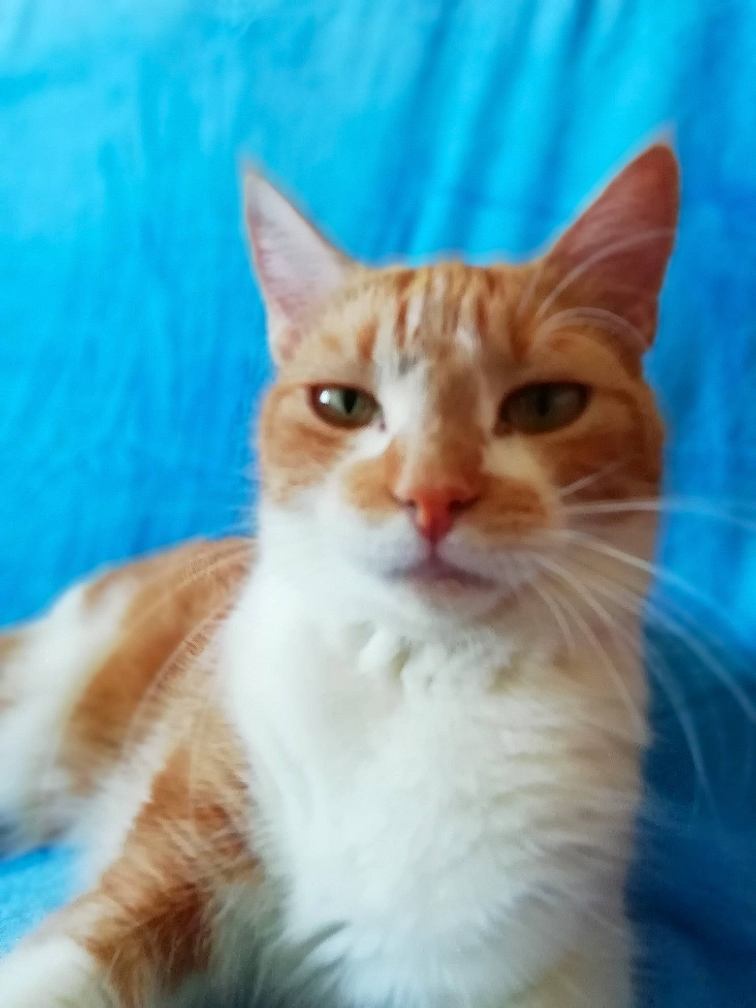 Caramelle participe au concours pour gagner de l'argent avec cette photo : carnivore, cat, domestic_short_haired_cat, fawn, felidae, fur, paw, small_to_medium_sized_cats, snout, tail, terrestrial_animal, tree, whiskers, wildlife