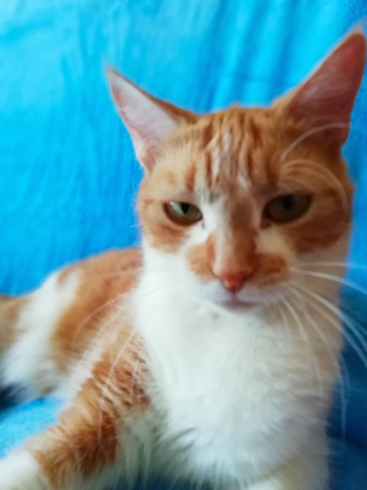 Caramelle participe au concours pour gagner de l'argent avec cette photo : art, carnivore, cat, claw, domestic_short_haired_cat, fawn, felidae, fur, paw, small_to_medium_sized_cats, snout, tail, terrestrial_animal, whiskers, window