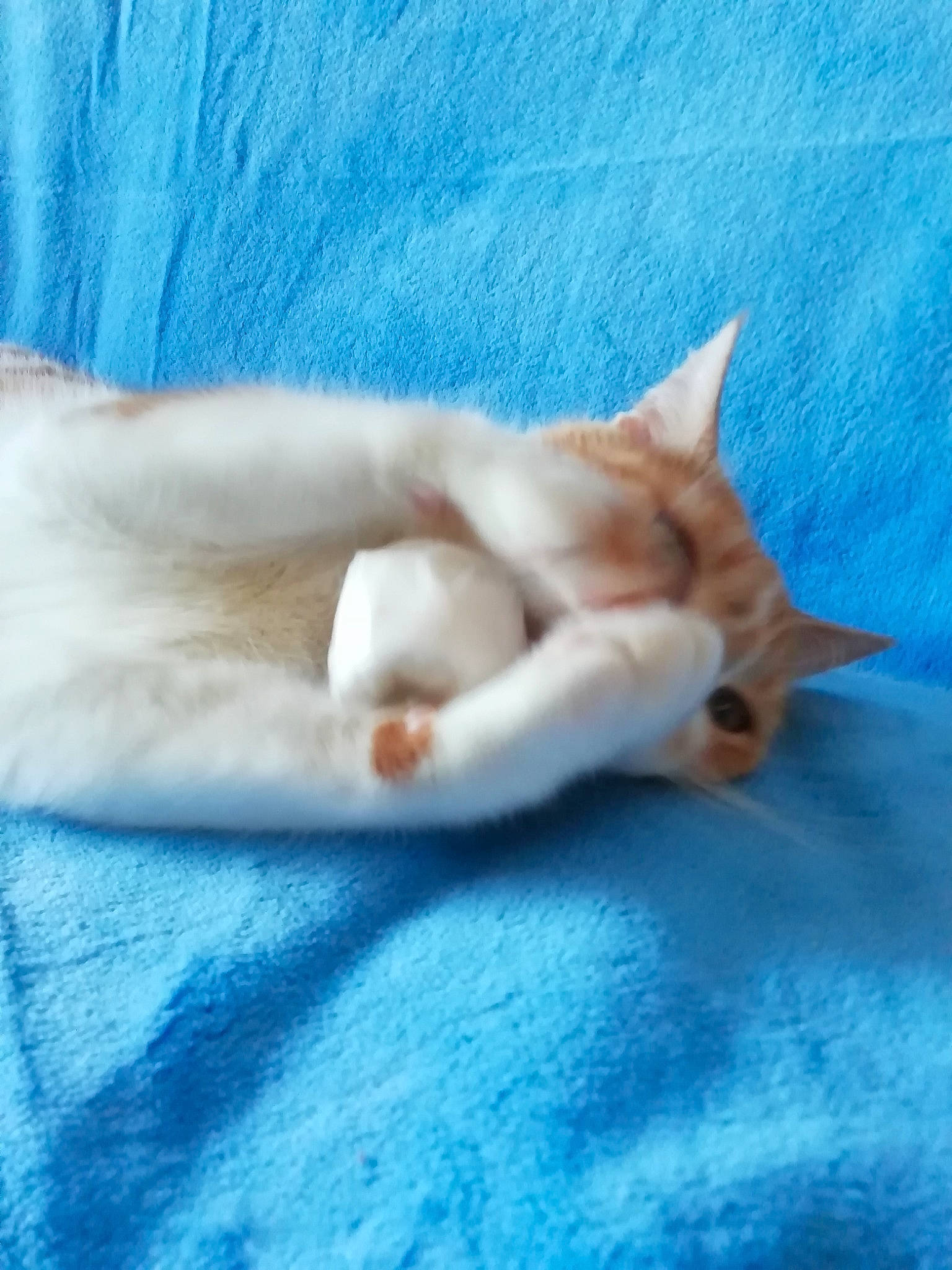 Caramelle a rejoint le concours — aidez-le/la à gagner de superbes lots ! blue, canidae, carnivore, cat, comfort, dog_breed, domestic_short_haired_cat, fawn, felidae, fur, linens, nap, paw, sleep, small_to_medium_sized_cats, tail, terrestrial_animal, toe, whiskers