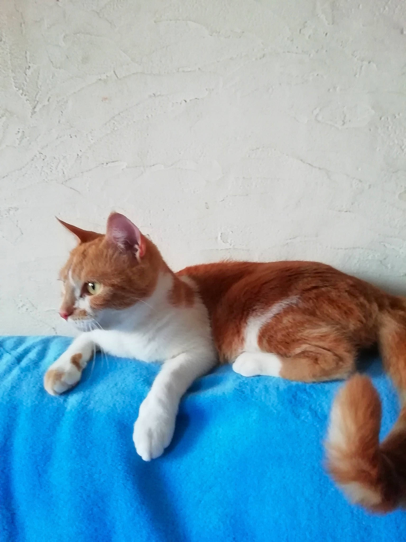 Caramelle participe au concours pour gagner de l'argent avec cette photo : art, brown, carnivore, cat, comfort, companion_dog, domestic_short_haired_cat, fawn, felidae, fur, paw, small_to_medium_sized_cats, snout, tail, terrestrial_animal, toy, whiskers, wood