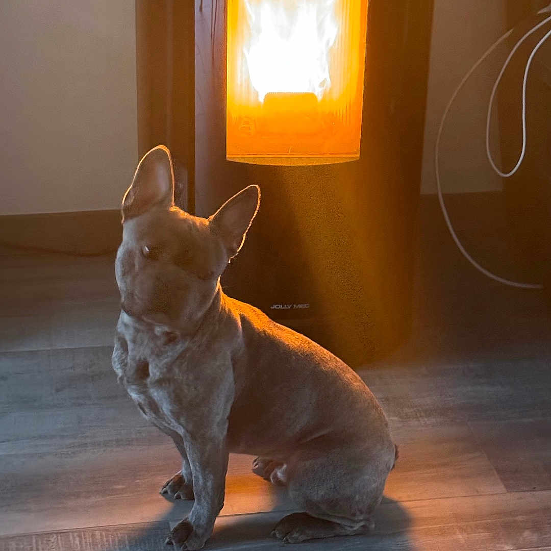 Tao a rejoint le concours — aidez-le/la à gagner de superbes lots ! animal, comfort, cozy, dog, ears, fireplace, flooring, fur, glow, heat_source, home, indoor, mammal, pet, quiet, relaxation, shadow, sitting, warm_light, wooden_floor