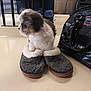 puppy, dog, slippers, indoor, table, bag, furniture, clothes, white, brown, black, fur, cute, pet, small, cozy, domestic, animal, soft, resting