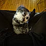Princeton joined the competition — help win amazing prizes! dog, small_dog, fluffy, pet, lap, person, black_clothing, wooden_floor, indoor, curious_expression, sitting, fur, cute, companion, animal, domestic, relaxed, cozy, home, legs